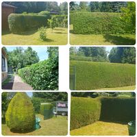 Garten Business Heckenschnitt