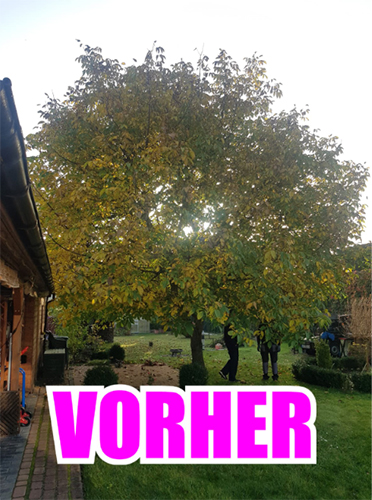 Gartenbusiness-Vorher-Nachher-Bild-Formschnitt-Baumschnitt-Vorher.jpg