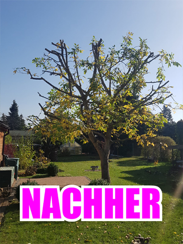 Gartenbusiness-Vorher-Nachher-Bild-Formschnitt-Baumschnitt.jpg