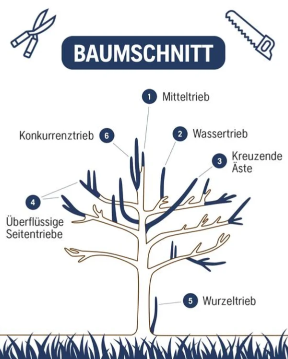 baumschnitt-tipps-und-tricks-gartenbusiness.png